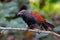 Greater Coucal Centropus sinensis Beautiful Birds of Thailand