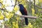 Greater Coucal Centropus sinensis Birds of Thailand