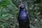 Greater Coucal Centropus sinensis Birds of Thailand