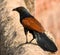 Greater coucal or Centropus sinensis looking for prey.