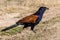 Greater Coucal - Crow Pheasant
