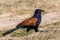 Greater Coucal - Crow Pheasant