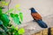 The greater coucal or crow pheasant or large cuckoo sitting on a ledge of a wall