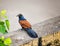 The greater coucal or crow pheasant or large cuckoo sitting on a ledge of a wall