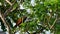 A greater coucal hiding behind lush leaves of an ambarella tree.