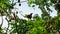 A greater coucal perched on the branch of an ambarella tree.