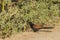 Greater Coucal Southern Coucal