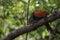 Greater coucal watching from the branch