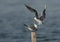 Greater Crested Tern fight for wooden log