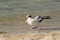 Greater Crested Tern juvenile near sea shore