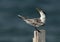 A Greater Crested Tern observing the approaching tern at Busaiteen coast, Bahrain