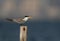 Greater Crested Tern  perched on a wooden log at Busaiteen coast, Bahrain