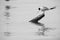 Greater Crested Tern preening perched on a wooden low at Busaiteen coast, Bahrain. A highkey image