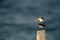 Greater Crested Tern resting at Busaiteen coast, Bahrain