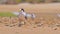 Greater crested tern (Thalasseus bergii) medium sized bird, animal sitting on the sandy beach by the sea