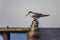 The greater crested tern Thalasseus bergii sits on the handrails of the Pacific atoll pier