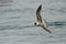 Greater Crested Tern  - Thalasseus bergii or swift tern, white and black bird in the family Laridae that nests in dense colonies