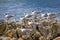 Greater Crested Tern, Thalasseus bergii, Walker Bay Nature Reserve