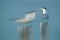 Greater Crested Ternat Busaiteen coast, Bahrain. A in-camera multiexposure image