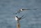 Greater Crested Terns at Busaiteen coast, Bahrain