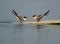 Greater Crested Terns communicating , Busaiteen coast, Bahrain