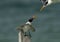 Greater Crested Terns fight for perch at Busaiteen coast, Bahrain