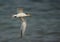 Greater Crested Terns with a fish catch at Busaiteen coast, Bahrain