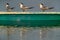 Greater Crested Terns perched on a boat at Busaiteen coast, Bahrain