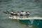 Greater Crested Terns perched on a boat. Selective focus on the back