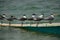 Greater Crested Terns perched on a boat. Selective focus on the front