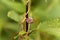 Greater dodder, Cuscuta europaea