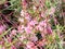 The greater dodder or European dodder Cuscuta europaea a parasitic plant blooms in July on the coast of Falmouth