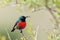 Greater Double-collared Sunbird (Cinnyris afer)