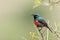 Greater Double-collared Sunbird (Cinnyris afer)