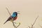 Greater Double-collared Sunbird (Cinnyris afer)