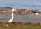 Greater Egret in a lake