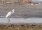 Greater Egret in search of food