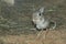 Greater egyptian jerboa