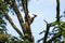 Greater flameback woodpecker climbing on tree