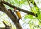 Greater Flameback woodpecker drill on tree