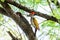 Greater Flameback woodpecker drill on tree