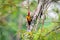 Greater Flameback woodpeckers male greenbackground in nature