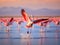 Greater Flamigos Take Flight at Walvis Bay