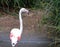 Greater Flamingo