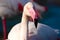 Greater Flamingo