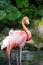 Greater Flamingo