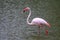 Greater Flamingo