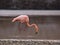 Greater Flamingo