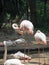 Greater Flamingo Bird Cleaning Isolated on Nature Background
