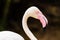 Greater Flamingo Bird Head